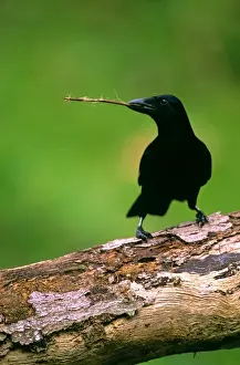 New Caledonian Crow - Using tool to dislodge worms - New Caledonia JPF52123