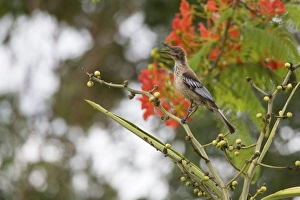 Friarbird Collection: New Caledonian Friarbird Endemic to New Caledonia where it may be seen from gardens through to