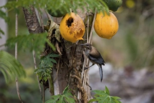 Friarbird Collection: New Caledonian Friarbird feeding on pawpaw Endemic to New Caledonia where it may be seen