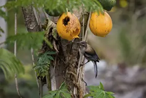 Friarbird Prints: New Caledonian Friarbird feeding on pawpaw Endemic to New Caledonia where it may be seen from gardens through to