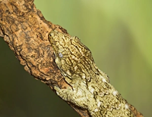 Images Dated 22nd December 2011: New Caledonian Giant Gecko - showing camouflage - Controlled conditions 15268