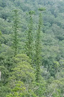 Pines Prints: New Caledonian Pine Tree - Mount Dzumac - New Caledonia