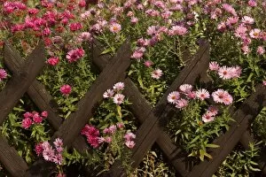 New England Asters - pink and dark red coloured New England Asters growing behind a picket fence in a country garden in