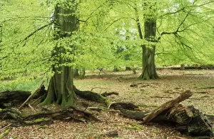 New Forest Early spring foliage on mature trees, Hampshire, UK