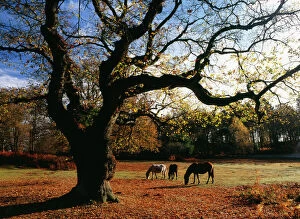 Colour Collection: New Forest ponies grazing below old Oak, wood pasture New Forest, South Oakley, Hants, UK