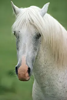 New Forest Pony
