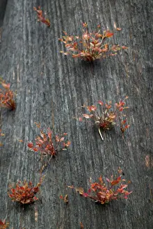 Sprouting Prints: New grow on mountain ash after bush fire JLR 31 Davies plain - Alpine National Park North East Victoria