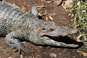 New Guinea Freshwater Crocodile - Swamps of Northern New Guinea