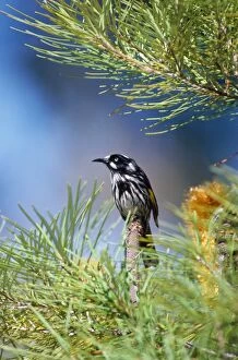 Images Dated 22nd November 2007: New Holland Honeyeater - on Banksia
