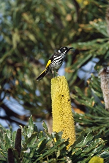 Images Dated 22nd November 2007: New Holland Honeyeater - on Banksia Western Australia