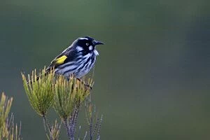 Images Dated 27th October 2008: New Holland Honeyeater - Cape Liptrap walking track