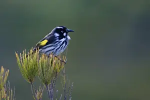 Honeyeater Prints: New Holland Honeyeater - Cape Liptrap walking track, Walkerville, Victoria, Australia