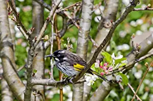 Honeyeater Prints: New Holland Honeyeater - common in south-western and south-eastern Australia