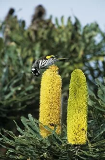 New Holland Honeyeater - Feeding on Banksia Flower