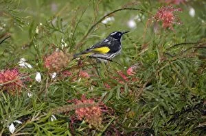 Images Dated 21st April 2005: New Holland Honeyeater on Grevillea bush. Occupies coastal heaths and woodlands