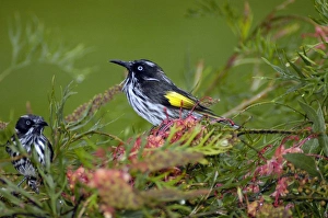 Images Dated 21st April 2005: New Holland Honeyeater on Grevillea bush. Occupies coastal heaths and woodlands