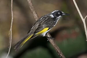 Images Dated 22nd February 2006: New Holland Honeyeater. Perched on branch. A common, active, busy, aggressive