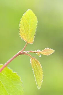 Images Dated 15th April 2005: New Leaves of Katsura Tree UK
