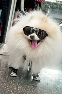 Julien Prints: New York City, New York, USA. Small fluffy dog wearing sneakers and sunglasses