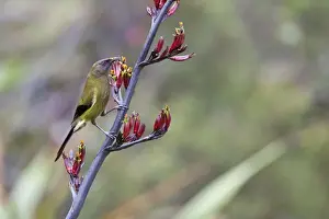 South Island Prints: New Zealand Bellbird / Korimako - feeding on a Mountain Flax above Otira