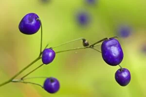 New Zealand Blueberry, Inkberry - amazing violet coloured berries of this native grass-like plant growing in forest clearings