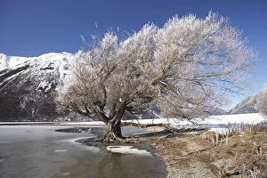 New Zealand, Canterbury, Hoar Frost on Willow