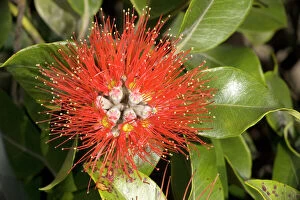 Plants Collection: New Zealand Christmas Tree / Pohutukawa in flower. USA