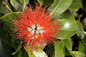 Plants Collection: New Zealand Christmas Tree / Pohutukawa in flower. USA