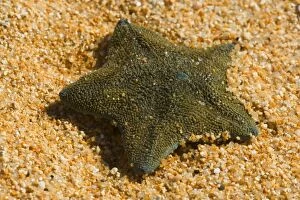 Images Dated 24th February 2008: New Zealand common cushion star