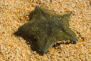 New Zealand common cushion star bluish green coloured sea star washed ashore at sandy beach of Totaranui. This sea star is endemic to New Zealand but also the most common one. Abel Tasman National Park, Tasman District