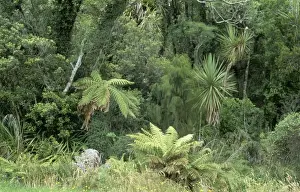 Lichens Prints: New Zealand DAD 1512 Rain forest near mangonui