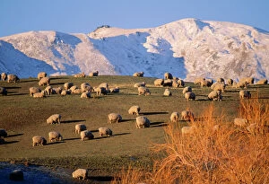 South Island Collection: New Zealand - Domestic sheep grazing Southern Island, showing Mountain backdrop