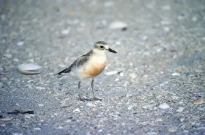 Dotterel Prints: New Zealand Dotterel North Island New Zealand