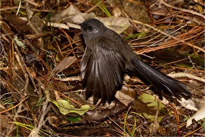 New Zealand Fantail - Black morph - in bush along