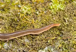 Uk Alien Prints: New Zealand Flatworm Anterior (head)
