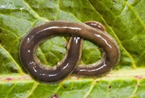 New Zealand Flatworm - Coiled on a leaf