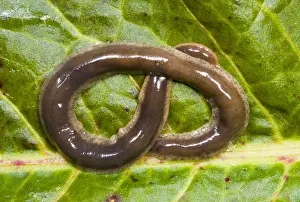 Uk Alien Prints: New Zealand Flatworm Coiled on a leaf Introduced to UK from New Zealand in early 1960s Up to 20 cm in length Now common