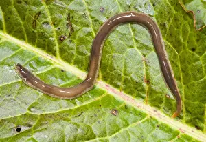 Worm Prints: New Zealand Flatworm Introduced to UK from New Zealand in early 1960s Up to 20 cm in length Now common in Scotland