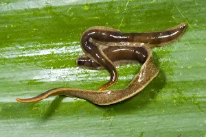 New Zealand Flatworms - mating pair Introduced to UK from New Zealand in early 1960s Up to 20 cm in length Now common in Scotland