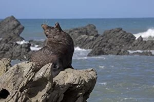 Images Dated 1st January 2000: New Zealand Fur Seal
