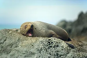 New Zealand Fur Seal adult lying lazily on a rock jawning Kaikoura, South Island, New Zealand