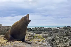 New Zealand Fur Seal adult male sitting on rock showing off Kaikoura, South Island, New Zealand