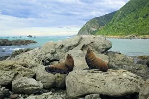 New Zealand Fur Seal - two adult males sitting on rock basking in the sun and blowing themselves up from time to time