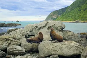 New Zealand Fur Seal two adult males sitting on rock basking in the sun and blowing themselves up from time to time Kaikoura, South Island, New Zealand