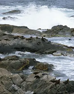 New Zealand Fur Seal - Cape du Couedic - Flinders Chase National Park -Kangaroo Island - South Australia