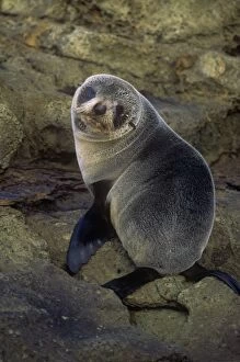 Seals Collection: New Zealand Fur Seal - immature - New Zealand