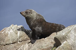Images Dated 9th June 2010: New Zealand Fur Seal, Kaikoura Coast, South