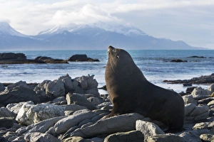 Images Dated 6th July 2007: New Zealand Fur Seal - Male resting on rocky shore. Photographed near Kaikoura - New Zealand