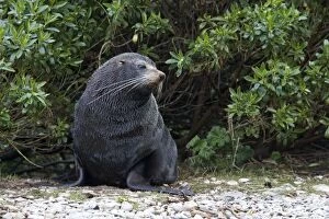 Images Dated 5th July 2007: New Zealand Fur Seal - Male resting among vegetation near shore