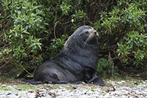 Images Dated 5th July 2007: New Zealand Fur Seal - Male resting among vegetation near shore
